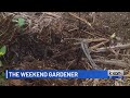 The Weekend Gardener: How to safely eliminate fire ants in the garden