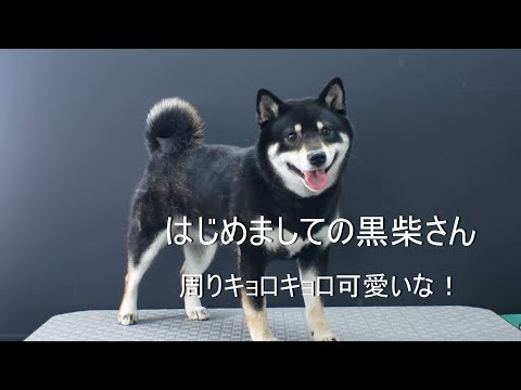 Shibainu fur removing はじめましての黒柴さんファーミネーターで