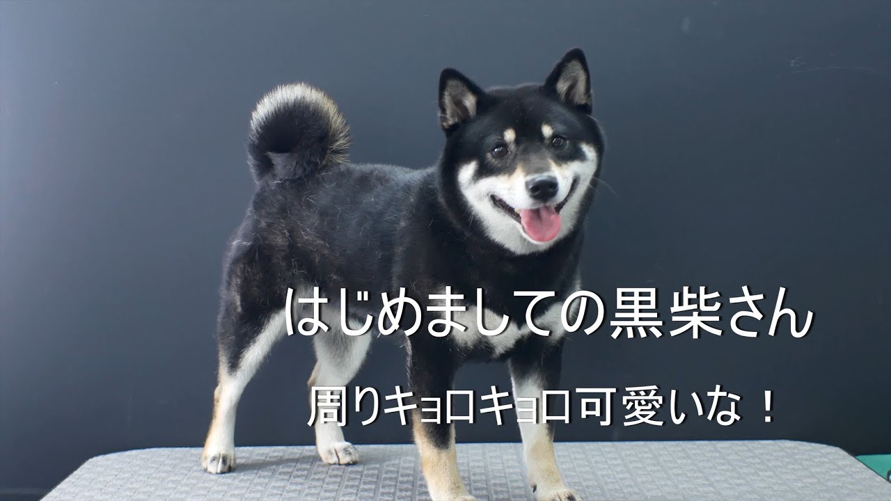 Shibainu fur removing はじめましての黒柴さんファーミネーターで