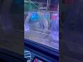 Jellyfish Lab @ Sea Life Melbourne