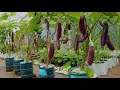 Ides de jardin en terrasse cultiver des aubergines dans des contenants en plastique