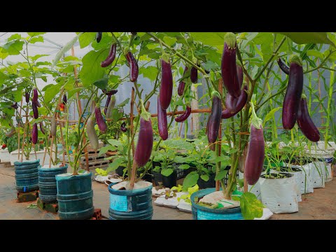 [Terrace Garden Ideas] Growing Eggplants In Plastic Containers