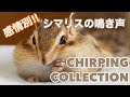 感情別!シマリスの鳴き声/ Chipmunk's chirping collection