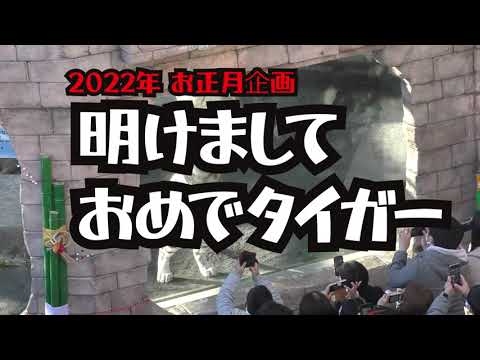 明けまして、おめでタイガー　～2022年お正月特別ガイド～