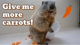 Puku's carrot eating record