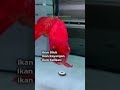 KAMU UDAH TAU BELUM NAMA LAIN IKAN ARWANA ??