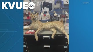 A GameStop customer in Texas might've brought in the weirdest item for 'Trade Anything Day'