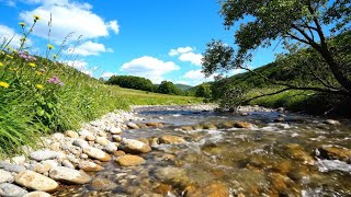 Relaxing River Sounds with Soft Bird Chirping - Natural Healing for Stress and Anxiety | 1 Hour