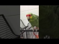 Milly Red Lored Amazon Parrot Talking 