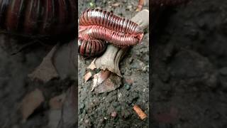 Download Lagu KIW KIW CUKURUKUK 😬🤤🤣 millipedes ini lagi ngapain ya?? #1000kaki #millipede MP3 Download Lagu KIW KIW CUKURUKUK 😬🤤🤣 millipedes ini lagi ngapain ya?? #1000kaki #millipede MP3