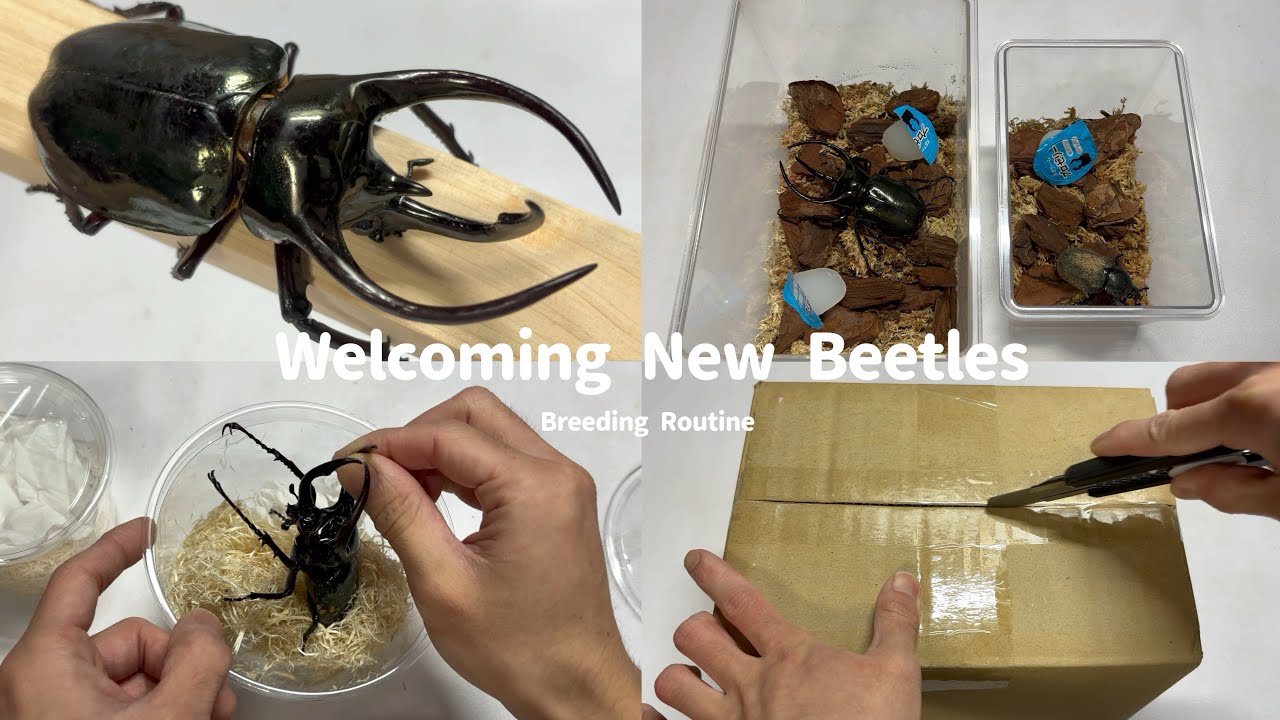 I Got an Awesome Rhinoceros Beetle! | Atlas Beetle Showcase - YouTube