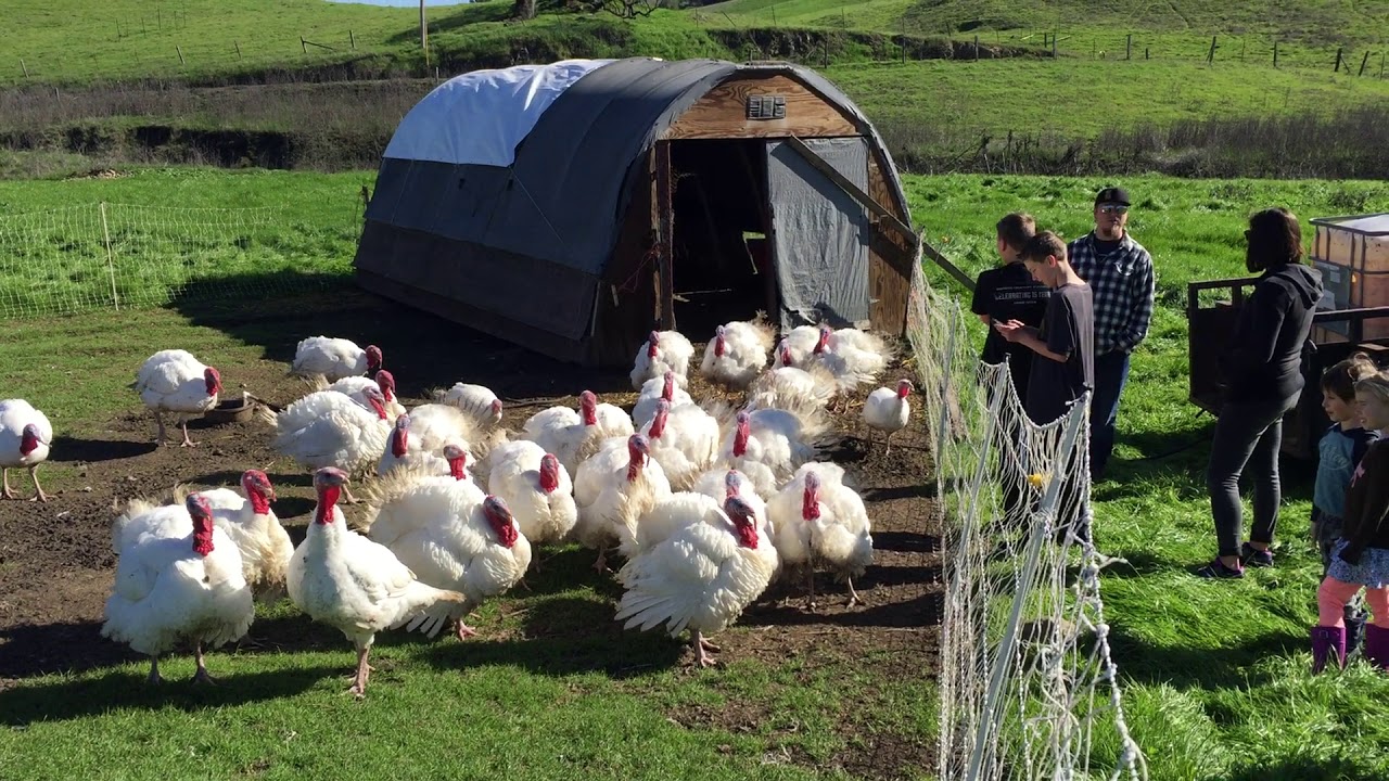 Tour clip of Tara Firma Farms by Cherish Your Food