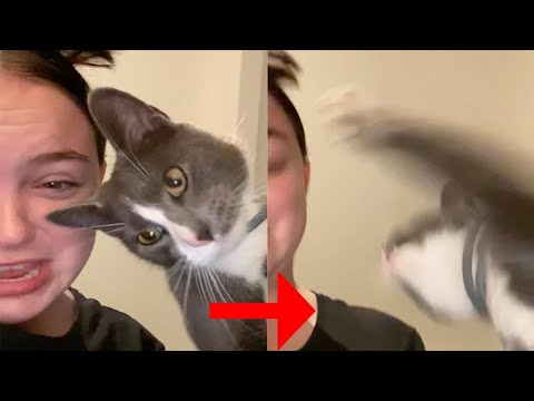 Kitten Takes Swipe At Owner Mimicking Her