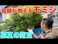 【剪定　pruning モミジ　5月】庭師が落葉樹の徒長した枝を抑え、初夏の剪定とは？新米庭師に実演解説有り