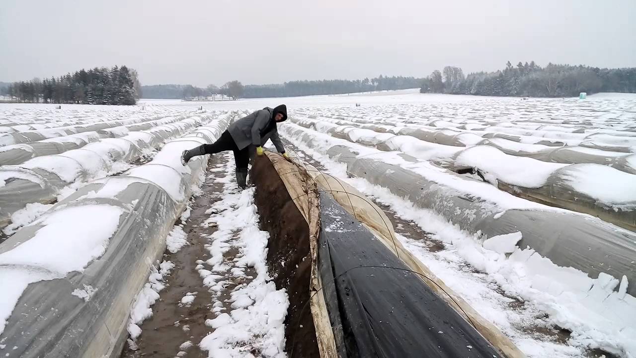 Sparanghel in germania