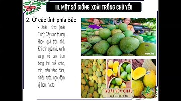Bài 19   KĨ THUẬT TRỒNG VÀ CHĂM SÓC CÂY XOÀI   GV NGUYỄN VĂN BẮP