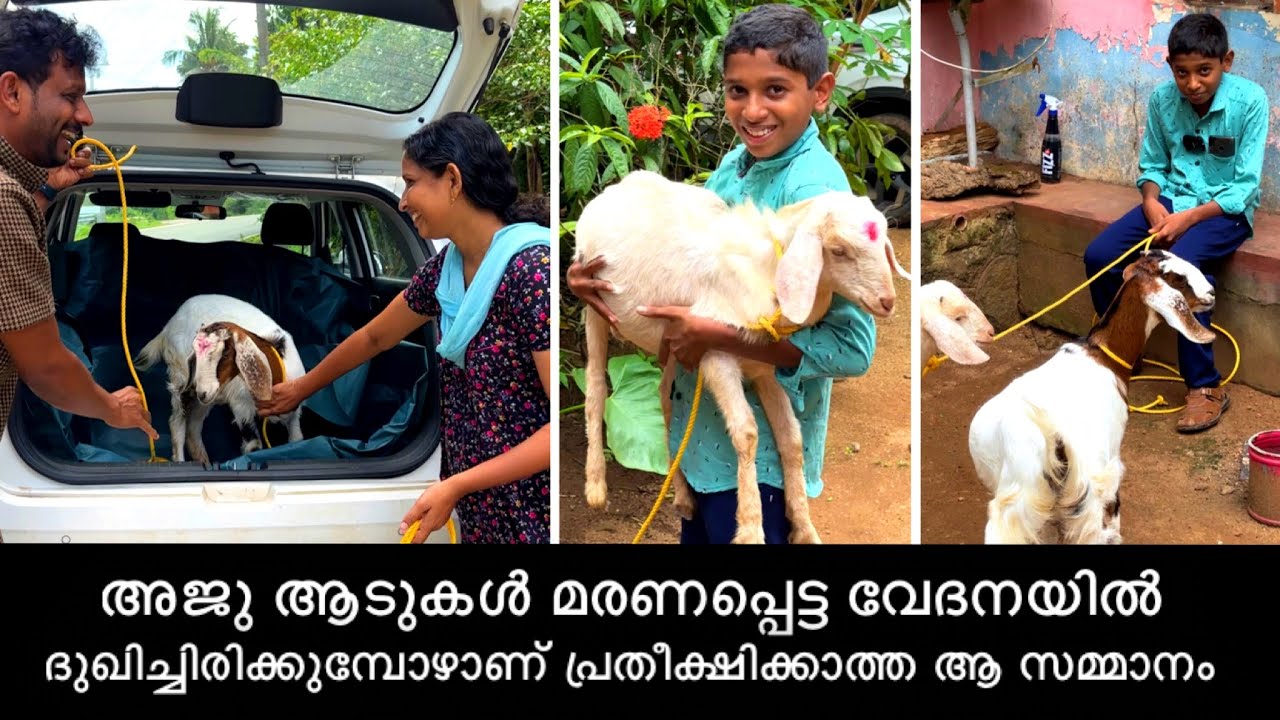 അജു ആടുകൾ മരണപ്പെട്ട വേദനയിൽ സ്കൂളിൽ പോലും പോകാതെ ദുഖിച്ചിരിക്കുമ്പോഴാണ് പ്രതീക്ഷിക്കാത്ത ആ സമ്മാനം