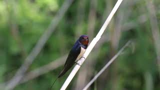 KIR KIRLANGICI SESİ DİNLE.Barn Swallow Resimi