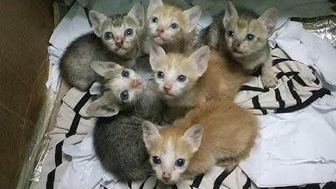 #551 Cha của Nhọn, Chồng của Chị Đại là ai ?
