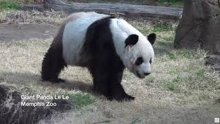 YaYa The Giant Panda Returns To China