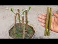 How To Propagate Lemon Tree | How To Grow Lemon Tree From Cuttings | লেবু গাছের ডাল থেকে চারা তৈরি