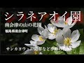 【季節の花々】5月　シラネアオイ園　福島県南会津町　サンカヨウ・トガクシソウなど希少な山野草