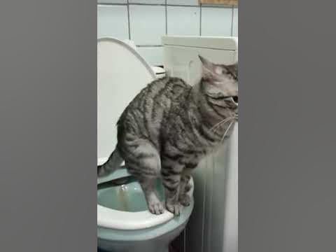 кот какает в туалете - YouTube