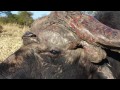 The most unusual Cape Buffalo, a Hunting Safari in Zambia, Africa!
