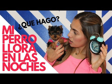 Video: Qué hacer si dejaste caer a tu cachorro