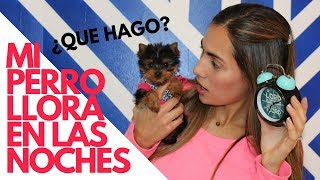 Que hacer si mi  cachorro llora en las noches  Tips by Natalia Ospina