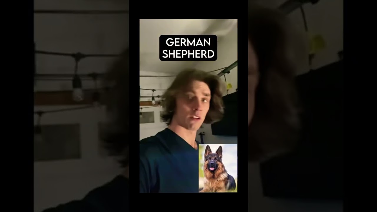 how different dogs react to robbers.