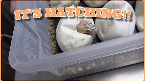 Insane Hypo Clown Combos! Ball Python Egg Cutting!