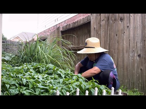 Serpentina Herbs Plant Harvest, #gardenharvest