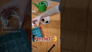 Step 2 Sowing/planting cannabis seeds with root riot cubes. (nfsot) (educational only)
