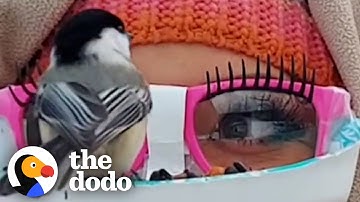 Woman Wants Every Backyard Bird To Land On Her Face | The Dodo