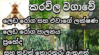 Karawila wagawa , කරවිල වගාව