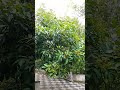 rembutan plant