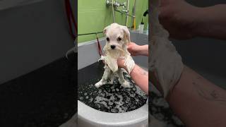 bathing maltese💦🥰 #cutedog #dog #maltesedog #cutedogsplaying #maltese