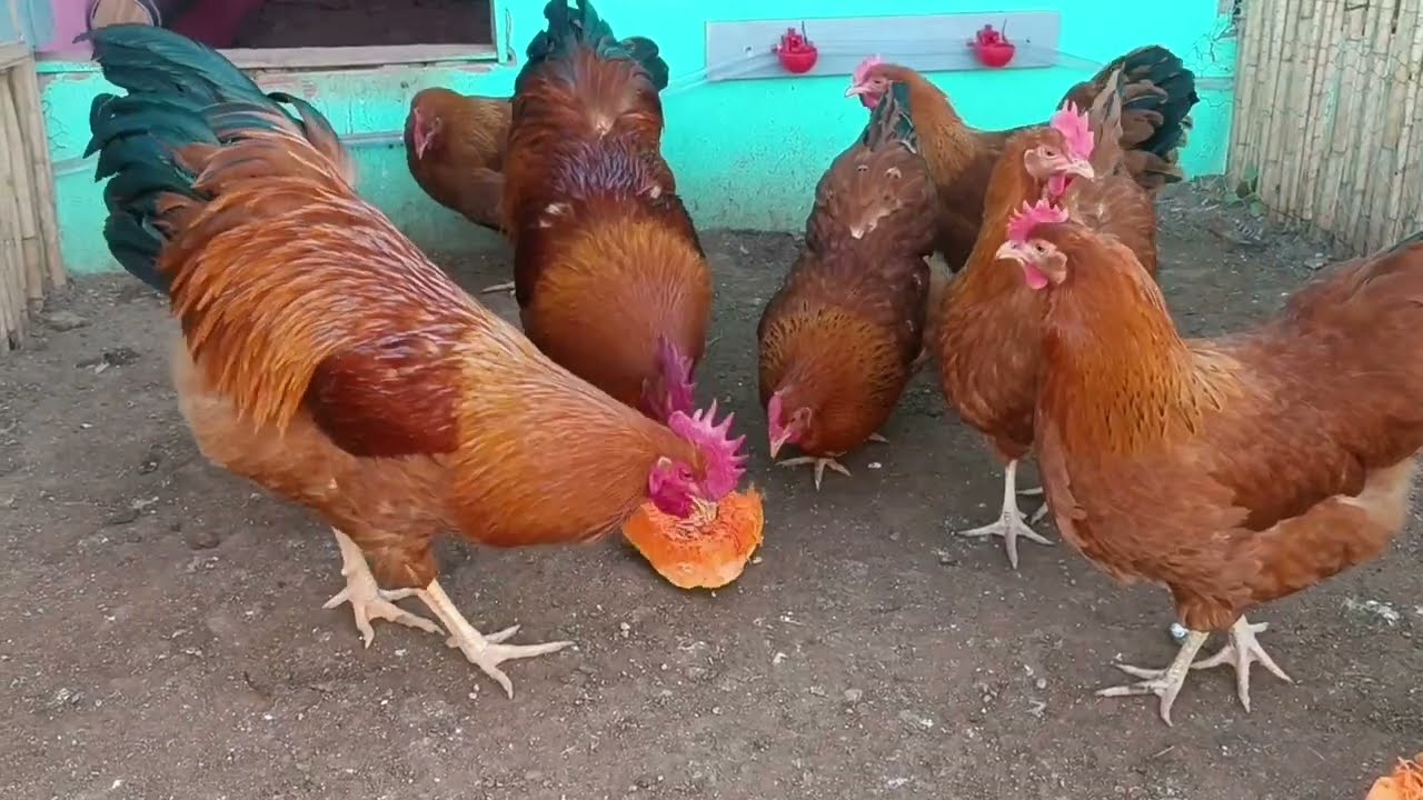 دجاج النيو هامبشر  من مزرعة البارودي للدجاج البياض