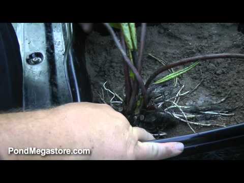 Planting a Hardy Waterlily properly. Planting Pond Plants, Water Gardening Help