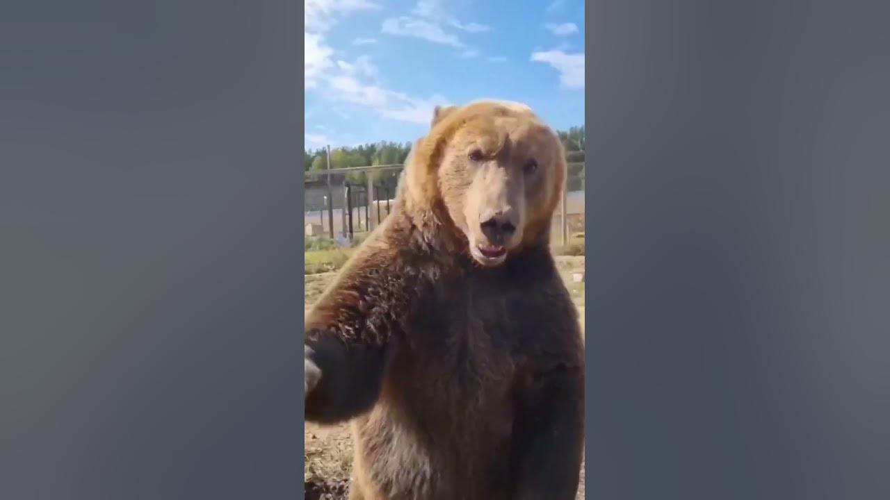 Медведь силач