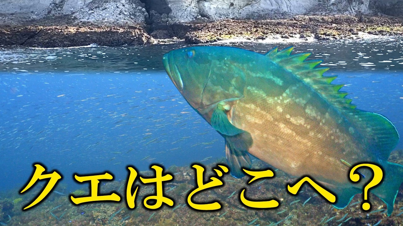夏に浅瀬にいたクエ達はどこに消えた？探してみると…