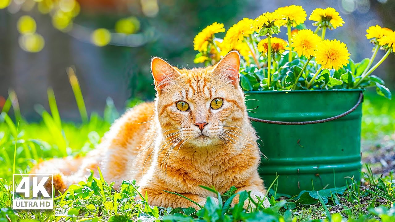 View of Cats Music Stress Relief & Anxiety Relief ♬ Deep Soothing Music for ...