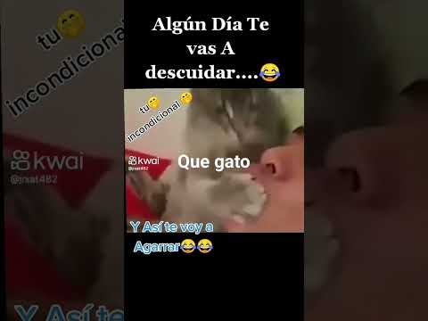 ese gato besukiador