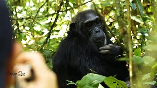 Discovering Uganda's Primate Wonderland: Kibale National Park