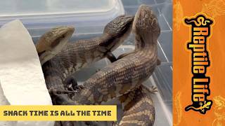 Baby Eastern Blue Tongues | Reptile Life Geelong