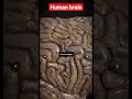 أجزاء الدماغ  