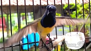 Sogon Manapun Bakal Langsung nyaut Dengar Pancingan Ini ( Burung Sogok Ontong)