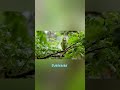 Green Parrot 🦜| #parrot #nature #birds #jungleparrot #babyparrot