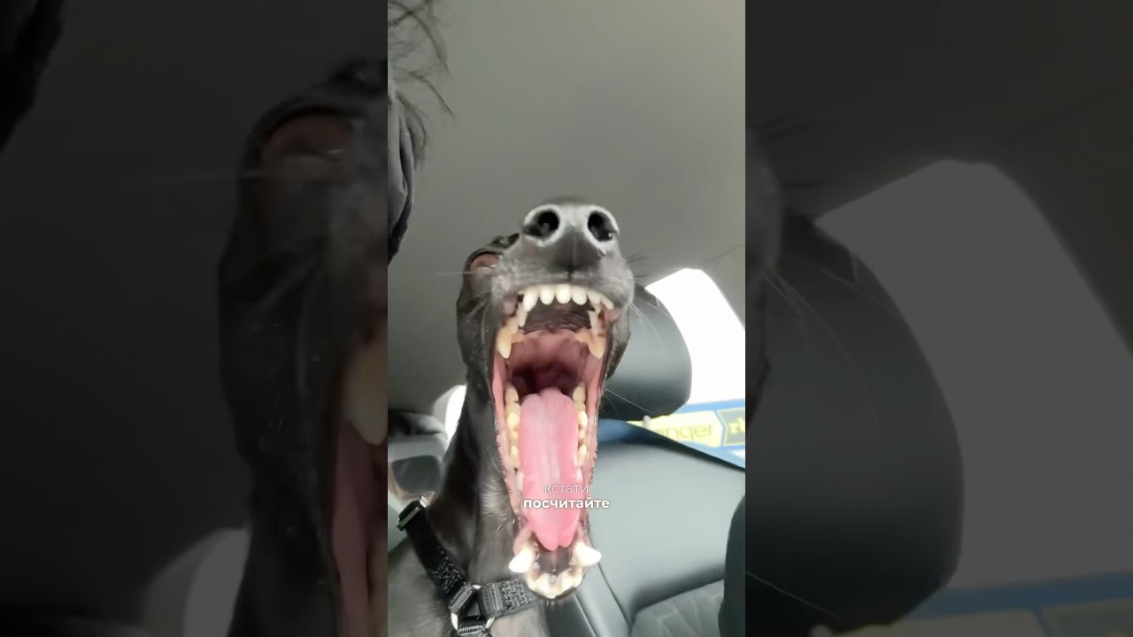 Тлевел ВлоХ. День 1 